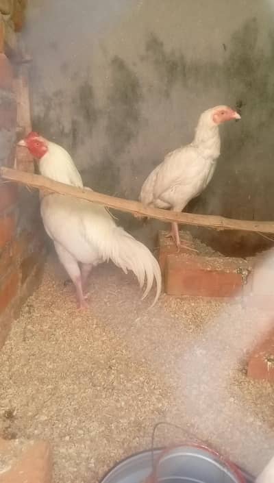 sale sale sale herra aseel pair 14000  jaldi aho jaldi paho