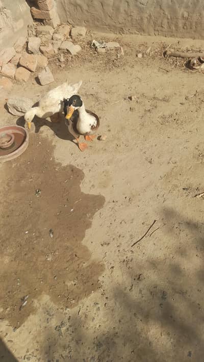 beautiful pair female  de rahi h