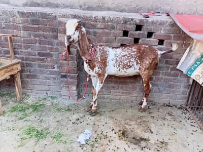 mashallah khubsurat best qulty desi goat