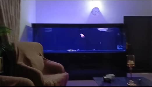 I want sell my 9 feet monster aquarium. Few months used. Made on 19 M
