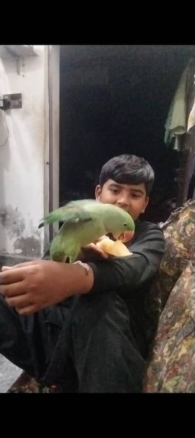 female haa tame haa  no bite