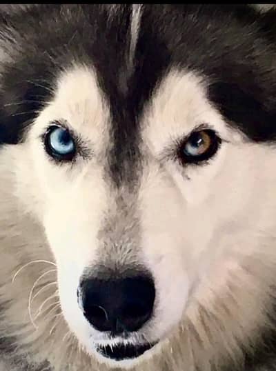 Siberian husky female for sale