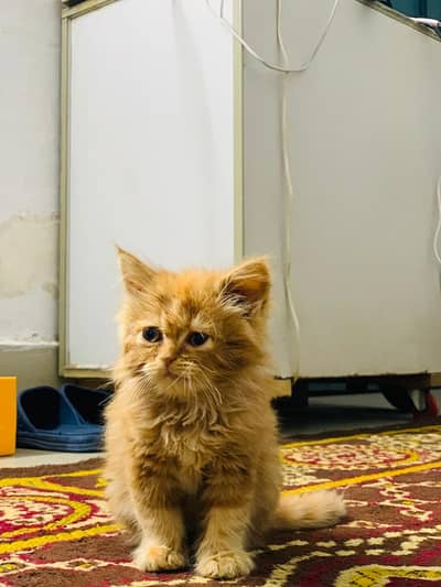 Tripple Coat, Persian Kitten, Very Active