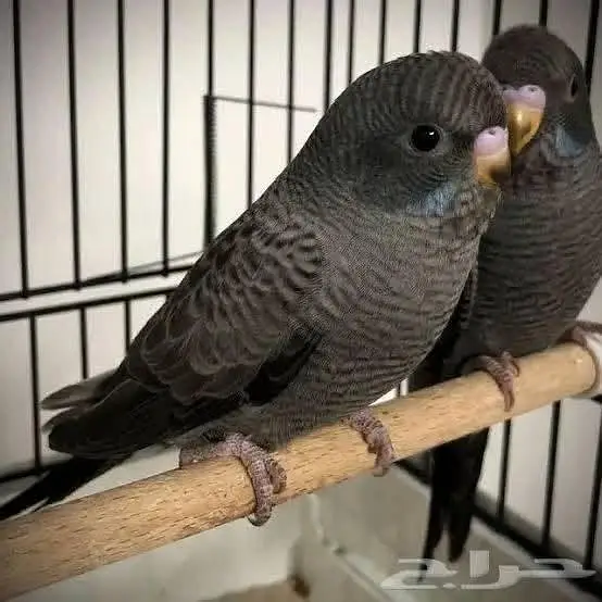 Bajree Birds | Albino | Black Face | Black Wings | Combos |Parrots — photo 4