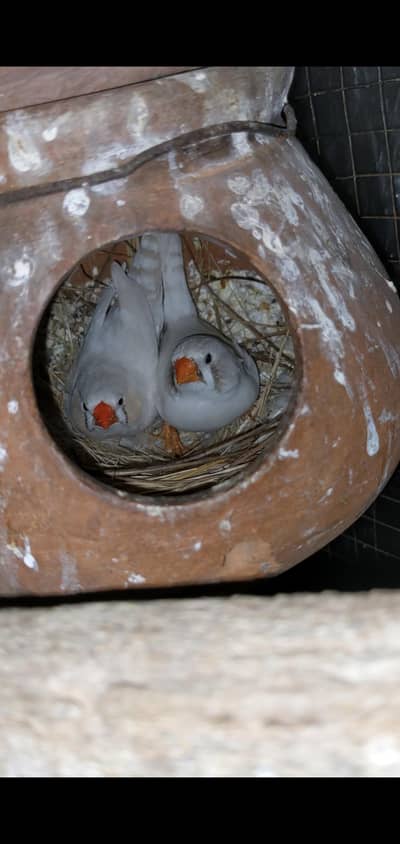 Finches breeder pairs