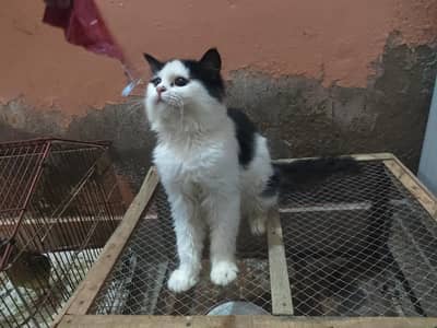Persian Cat For Sale