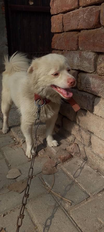 friendly dog and intelligent mind it is the gard of dog child