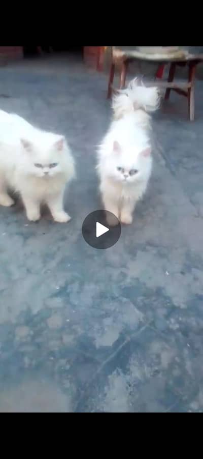 2 female cats long coet Blue eyes