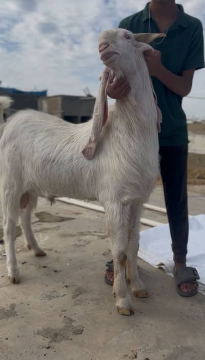 For sale gulabi breeder + qurbani 2026