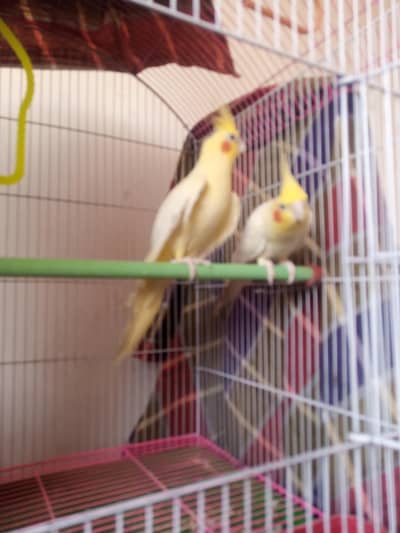 cockatiel pair for sale