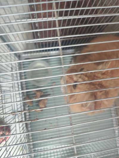 fawn and ginger colour Male Cat Very friendly and Very  Fluffy