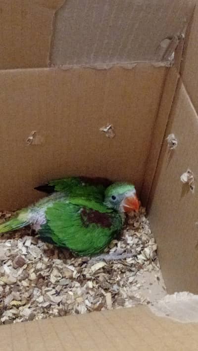 final 6000 ka hai jisko lena ho wohi rabta krna