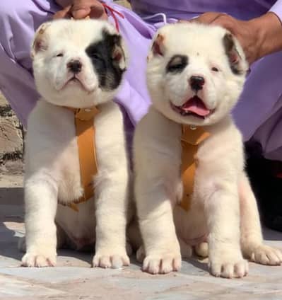 King Alabai pair pure breed security dog 2months for sale