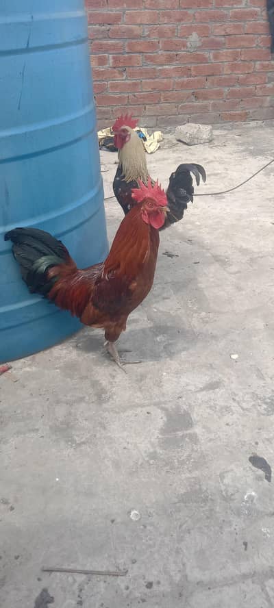 2 murghy h urgent sale contact 03014275084