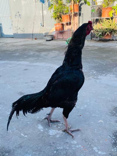 balck lassni patha hn