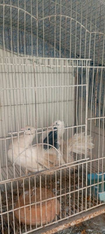 lakka 2 pairs for sale