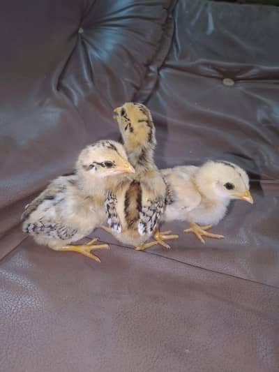 Best chick available ha