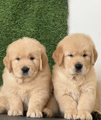 Golden retriever puppies