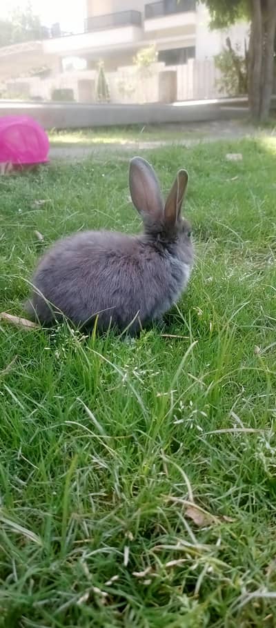 Grey Lionhead bunny