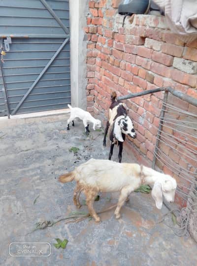bakri Sath mail bacha