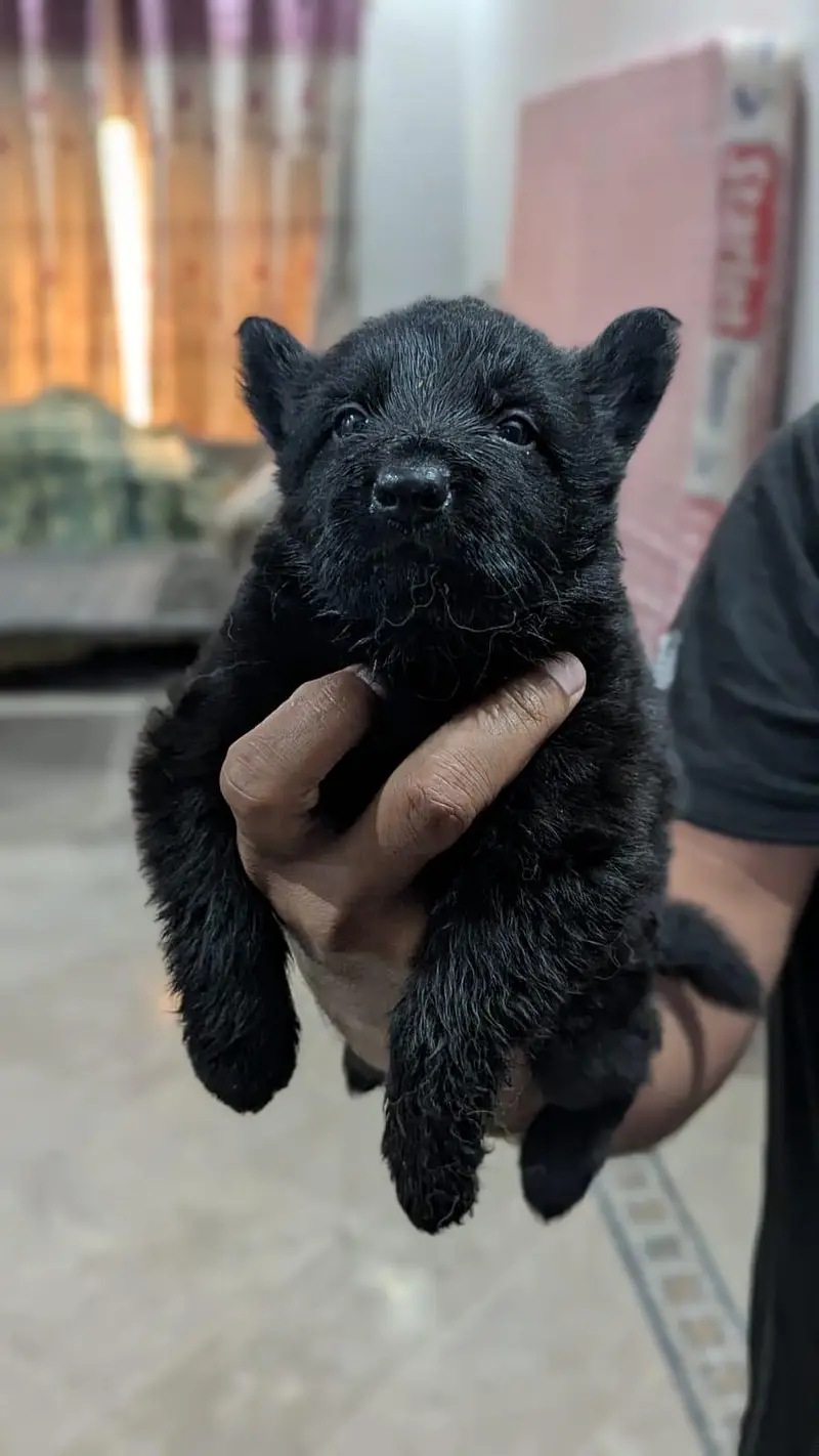 German Shepherd female puppy | Long Coat puppies | Dog For Sale | GSD