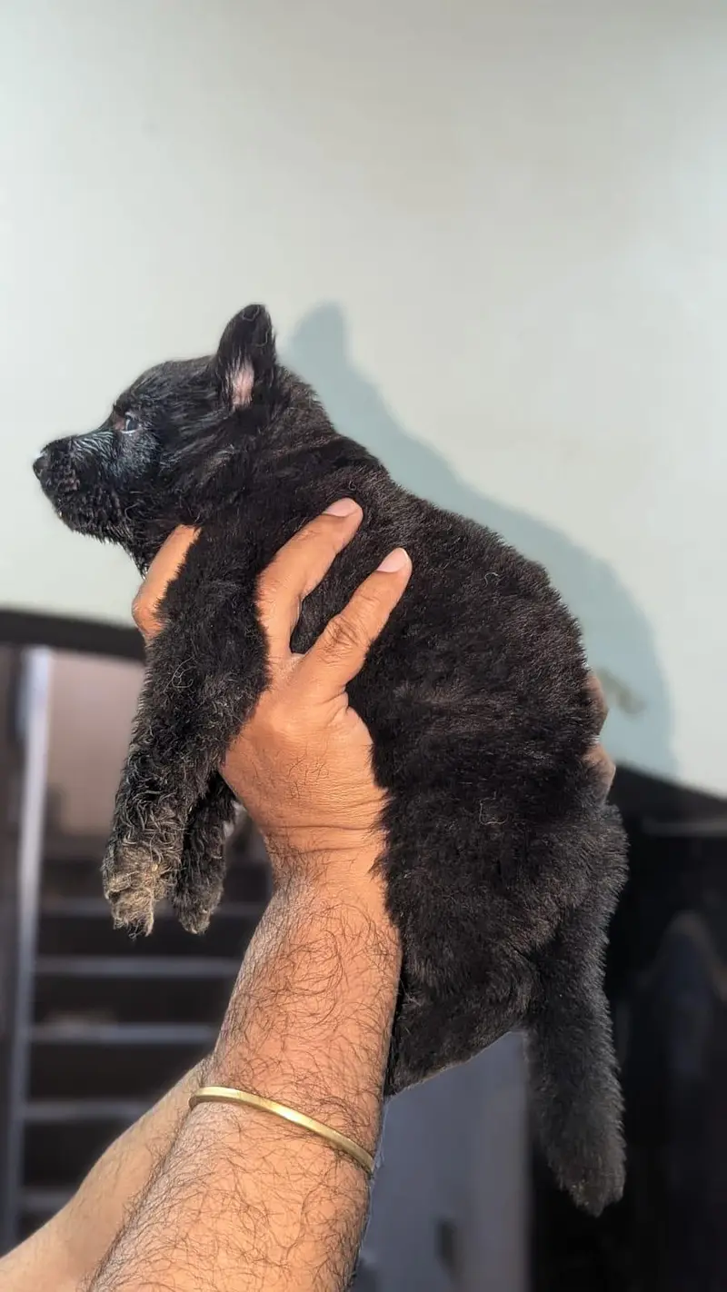 German Shepherd female puppy | Long Coat puppies | Dog For Sale | GSD — photo 2