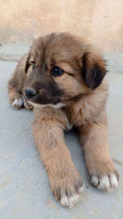 Himalayan Sheepdog Puppy