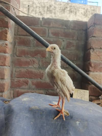 Mianwali white aseel hen with 8 chicks