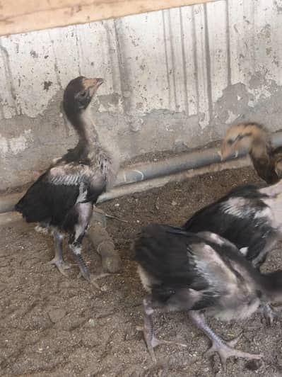 mushka aseel chicks 4 chuzay available
