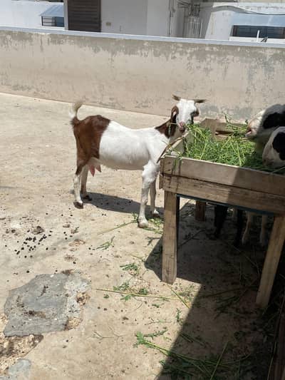 Bakri for Sale