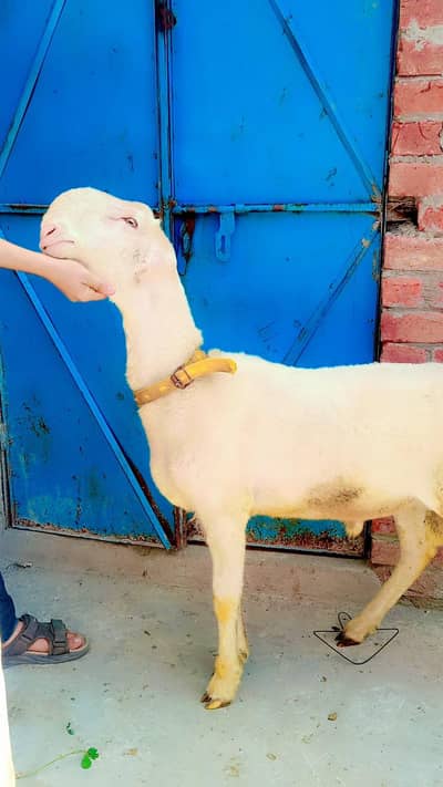 quality wali chessey