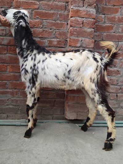 makhi chena desi Bakra sale