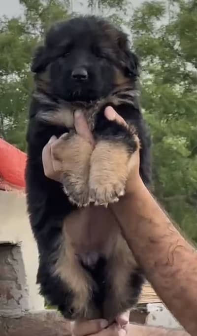 Gsd long coat pupp