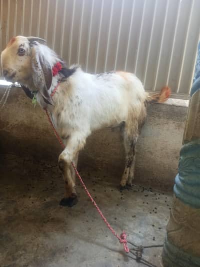 (Read description) Male goat / Donda Bakra qurbani haqeeqa