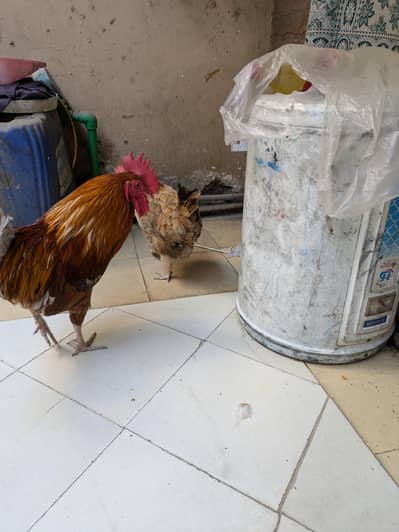 Desi plus golden mishri