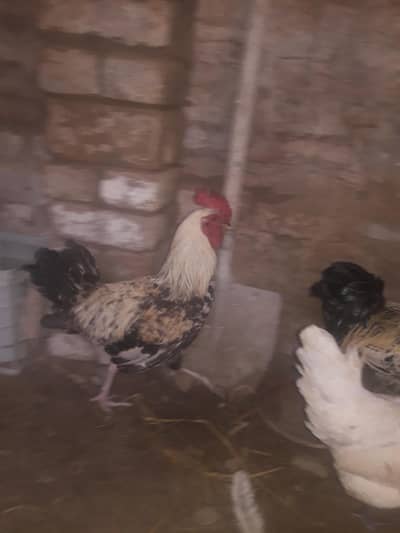 gar ka dasi murgha young hai 03099674214