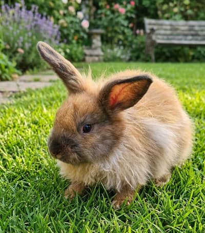 Angora female rabbit urgent sale