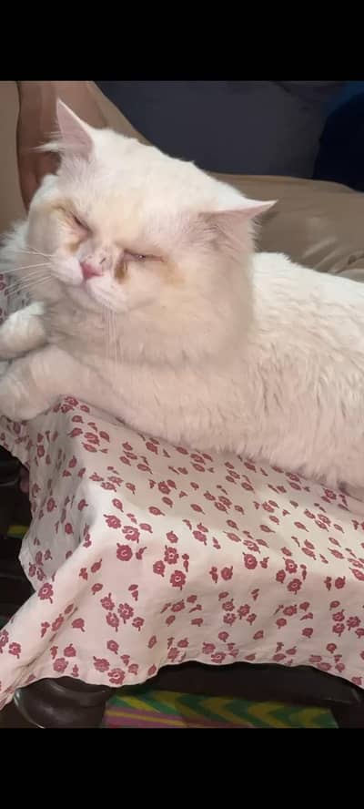 Simba Looking For new home | double coat
