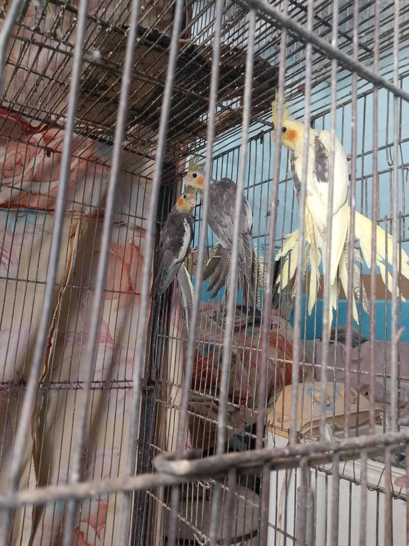 cocktails,cage,duff 0