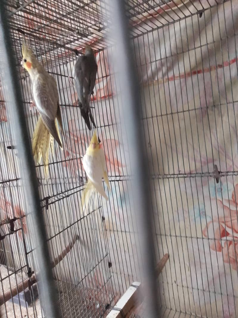 cocktails,cage,duff 1