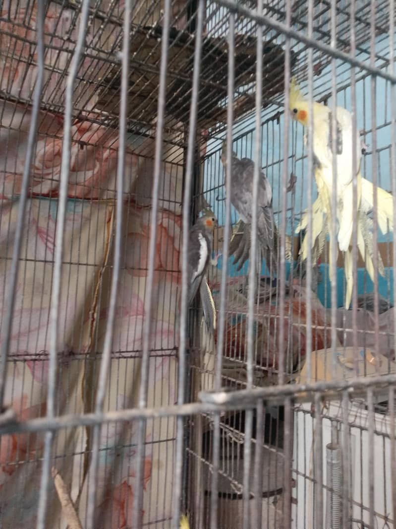 cocktails,cage,duff 2