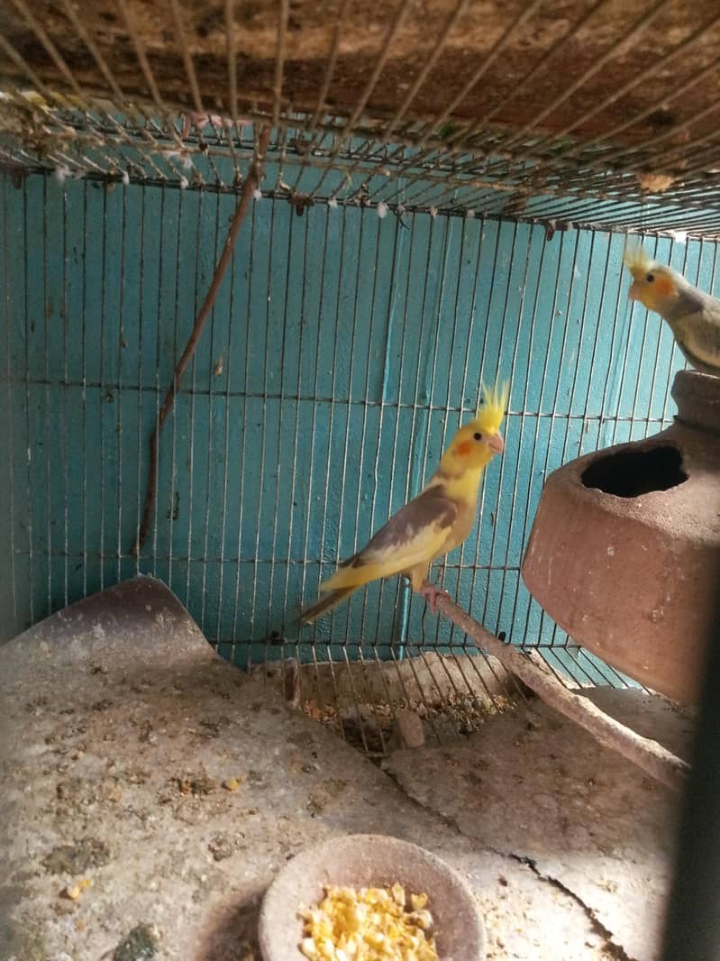 cocktails,cage,duff 3