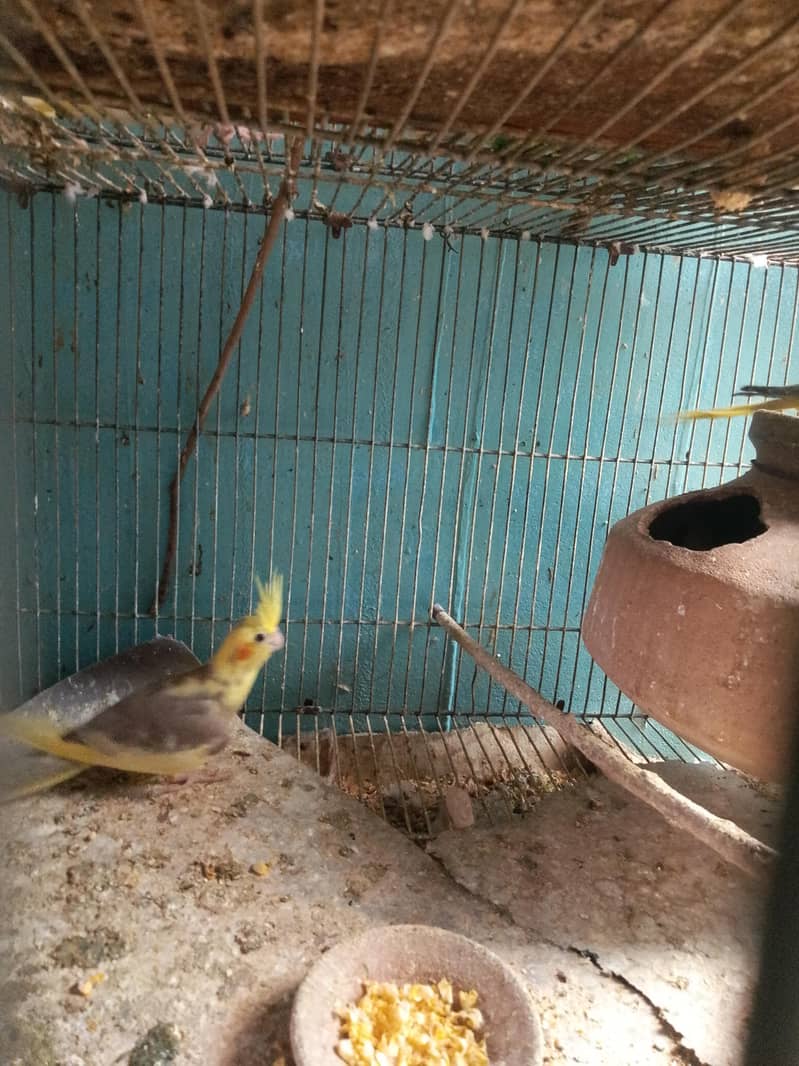 cocktails,cage,duff 4