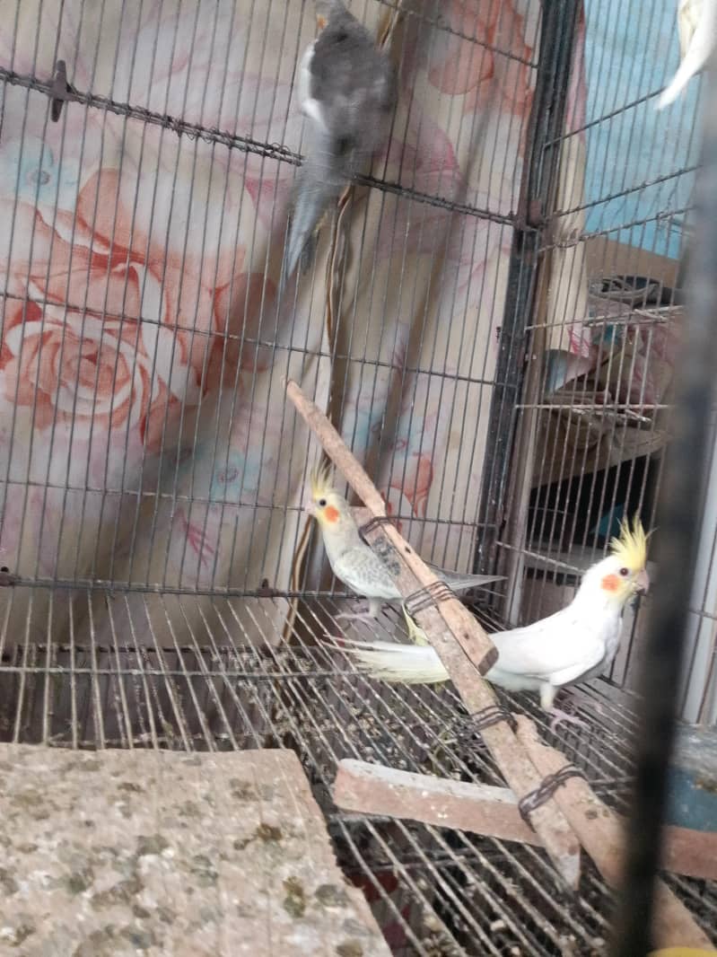 cocktails,cage,duff 5