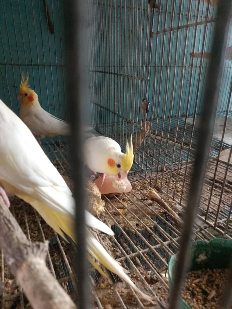 cocktails,cage,duff 6