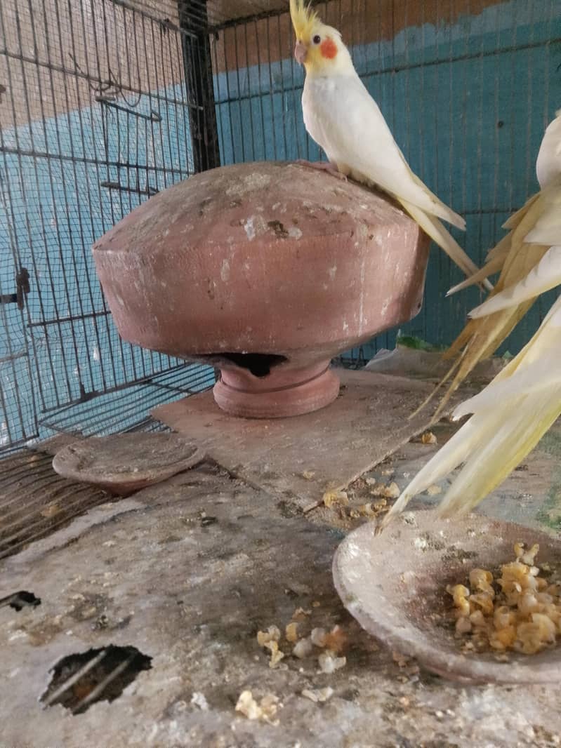 cocktails,cage,duff 7