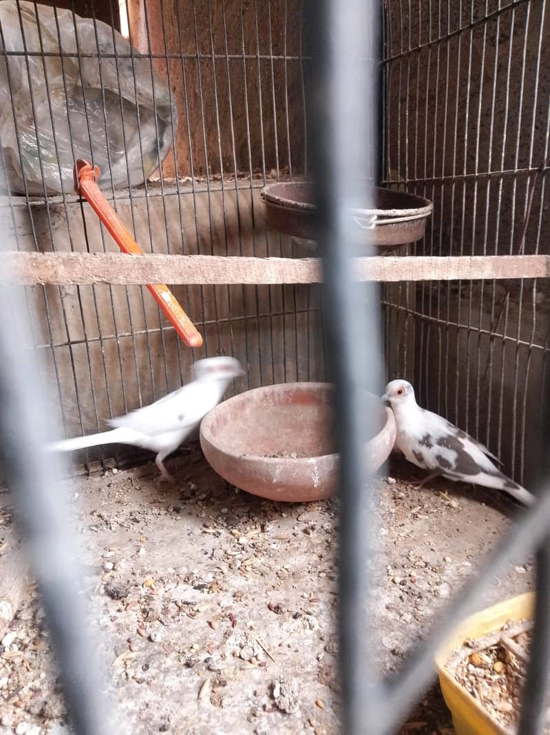 cocktails,cage,duff 8