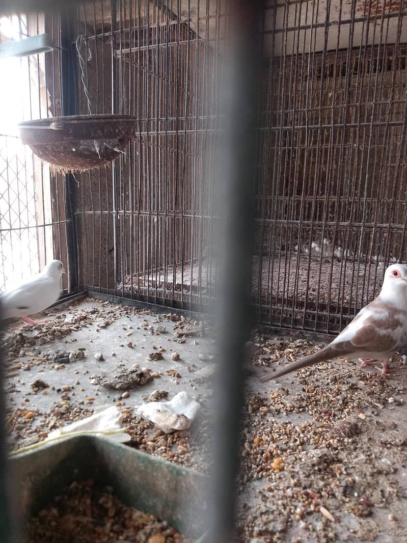 cocktails,cage,duff 9