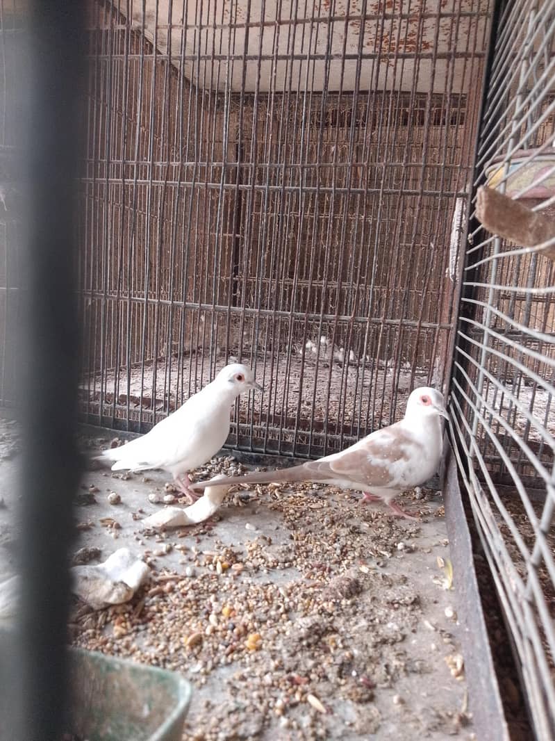 cocktails,cage,duff 10