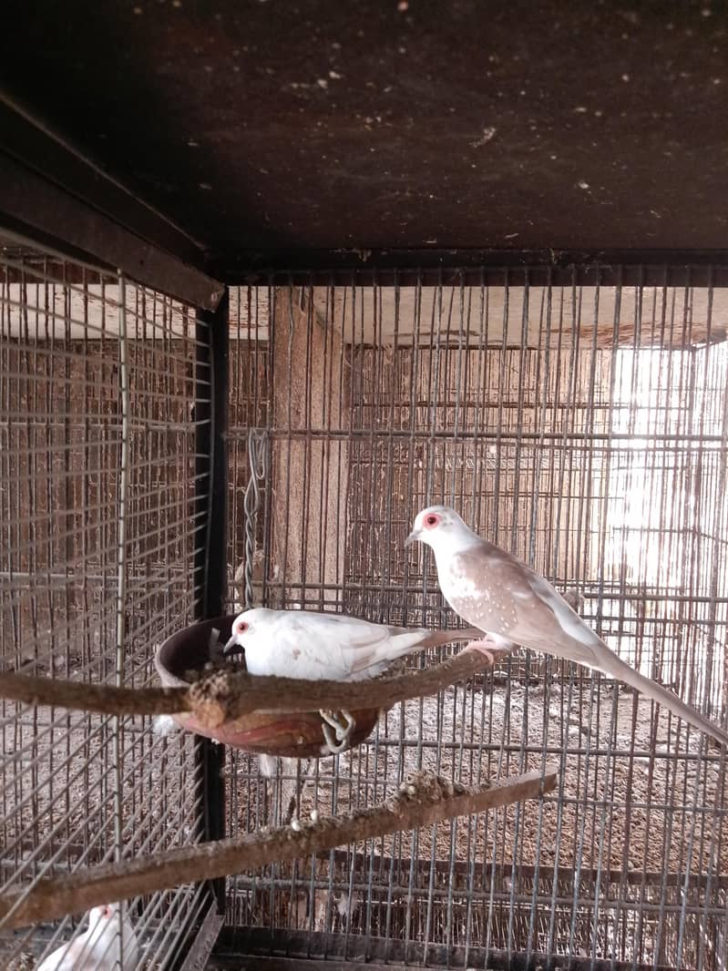 cocktails,cage,duff 11